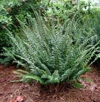 50 Christmas Fern Bare Root Plants - Polystichum Acrostichoides Native Perennial Evergreen - Image 3