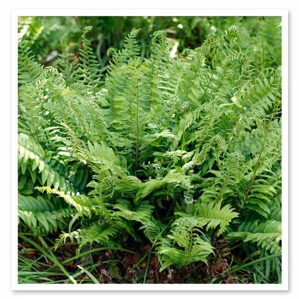 50 Christmas Fern Bare Root Plants - Polystichum Acrostichoides Native Perennial Evergreen - Image 5