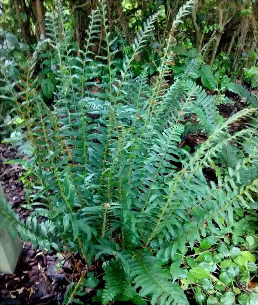 50 Christmas Fern Bare Root Plants - Polystichum Acrostichoides Native Perennial Evergreen - Image 1