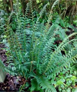 50 Christmas Fern Bare Root Plants - Polystichum Acrostichoides Native Perennial Evergreen - Image 7