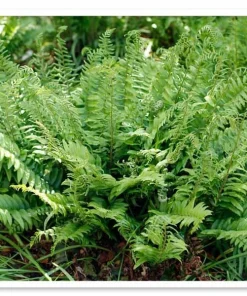 50 Christmas Fern Bare Root Plants - Polystichum Acrostichoides Native Perennial Evergreen - Image 8