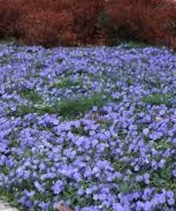 50 Periwinkle Live Plants - Vinca minor Evergreen Groundcover, Bare Root - Image 2