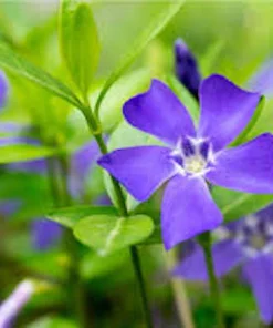 50 Periwinkle Live Plants - Vinca minor Evergreen Groundcover, Bare Root - Image 3