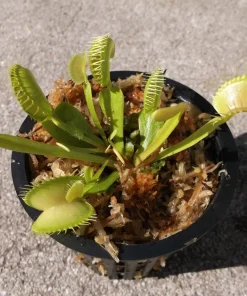 Adult Venus Flytrap Live Plant - Dionaea Muscipula - 3in Pot - Carnivorous - Image 2