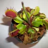 Adult Venus Flytrap Live Plant - Dionaea Muscipula - 3in Pot - Carnivorous - Image 1