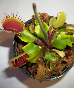 Adult Venus Flytrap Live Plant - Dionaea Muscipula - 3in Pot - Carnivorous - Image 1