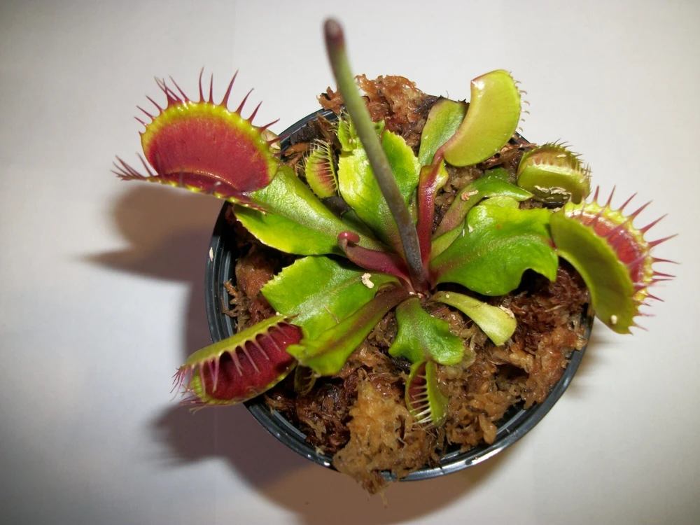 Adult Venus Flytrap Live Plant - Dionaea Muscipula - 3in Pot - Carnivorous - Image 1