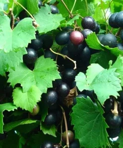 Alachua Muscadine Grape Live Plant - Self-Pollinating Vine - Vitis rotundifolia - Zones 7-11 - Image 2