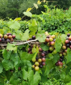 Alachua Muscadine Grape Live Plant - Self-Pollinating Vine - Vitis rotundifolia - Zones 7-11 - Image 3