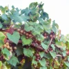 Alachua Muscadine Grape Live Plant - Self-Pollinating Vine - Vitis rotundifolia - Zones 7-11 - Image 1