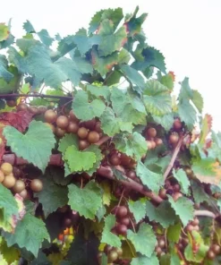 Alachua Muscadine Grape Live Plant - Self-Pollinating Vine - Vitis rotundifolia - Zones 7-11 - Image 1