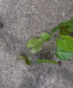Alachua Muscadine Grape Live Plant - Self-Pollinating Vine - Vitis rotundifolia - Zones 7-11 - Image 4