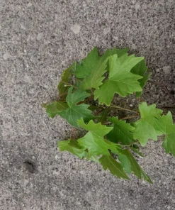 Alachua Muscadine Grape Live Plant - Self-Pollinating Vine - Vitis rotundifolia - Zones 7-11 - Image 5
