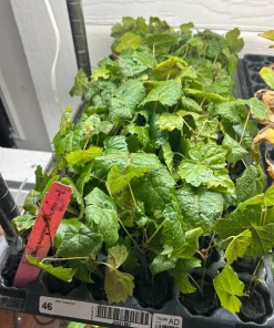 Alachua Muscadine Grape Plant - Black Fruit Vine, Self-Fertile, Cold Hardy - Image 2