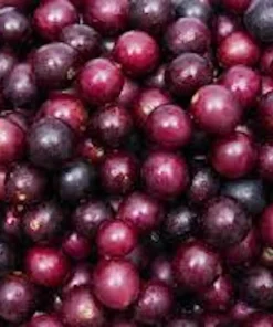 Alachua Muscadine Grape Plant - Black Fruit Vine, Self-Fertile, Cold Hardy - Image 4