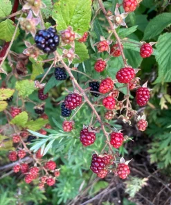 Allegheny Blackberry Live Plant – Rubus allegheniensis – Edible Shrub – Zones 5-9 - Image 2