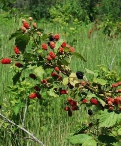 Allegheny Blackberry Live Plant – Rubus allegheniensis – Edible Shrub – Zones 5-9 - Image 3