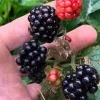 Allegheny Blackberry Live Plant – Rubus allegheniensis – Edible Shrub – Zones 5-9 - Image 1