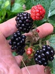 Allegheny Blackberry Live Plant – Rubus allegheniensis – Edible Shrub – Zones 5-9 - Image 1