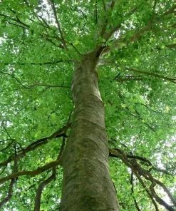 American Beech Tree - 12-24" Fagus grandifolia Live Plant - Quart Pot - Image 2