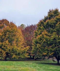 American Beech Tree - 12-24