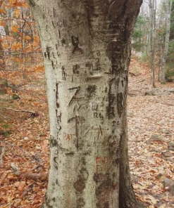 American Beech Tree - 12-24