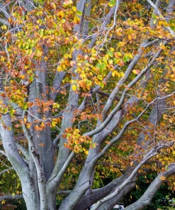 American Beech Tree Live Plant - Fagus grandifolia 12-24