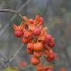 American Bittersweet Vine Live Plant – Celastrus scandens Starter Plug – 1 Quart Pot – Deciduous Woody Vine - Image 1