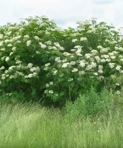 American Elderberry Live Plant – Rooted Starter – Zones 4-9 – Fruit Bearing Shrub - Image 2