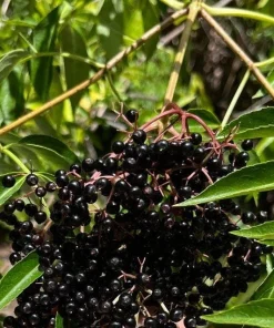 American Elderberry Live Plant – Rooted Starter – Zones 4-9 – Fruit Bearing Shrub - Image 3