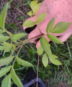 American Elderberry Live Plant – Rooted Starter – Zones 4-9 – Fruit Bearing Shrub - Image 4