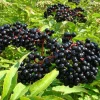 American Elderberry Live Plant – Rooted Starter – Zones 4-9 – Fruit Bearing Shrub - Image 1