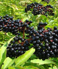 American Elderberry Live Plant – Rooted Starter – Zones 4-9 – Fruit Bearing Shrub - Image 1