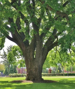 American Elm Tree Live Plant 12-24