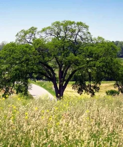 American Elm Tree Live Plant 12-24