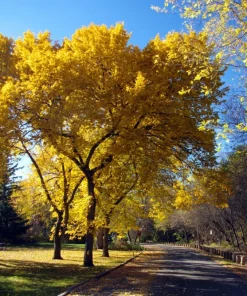 American Elm Tree Live Plant 12-24