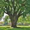 American Elm Tree Live Plant – Ulmus americana – 12-24" Tall – Quart Pot – Outdoor - Image 1