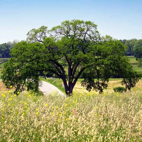 American Elm Tree Live Plant – Ulmus americana – 12-24" Tall – Quart Pot – Outdoor - Image 3