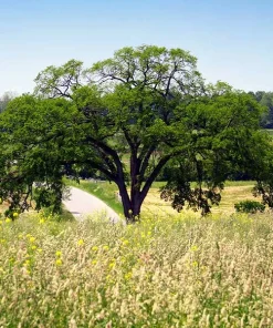 American Elm Tree Live Plant - Ulmus americana - 12-24