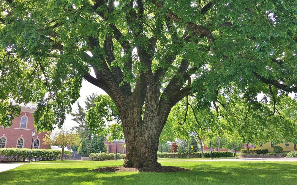 American Elm Tree Live Plant – Ulmus americana – 12-24" Tall – Quart Pot – Outdoor - Image 5