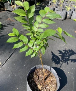 American Elm Tree Live Plant - Ulmus americana - 12-24