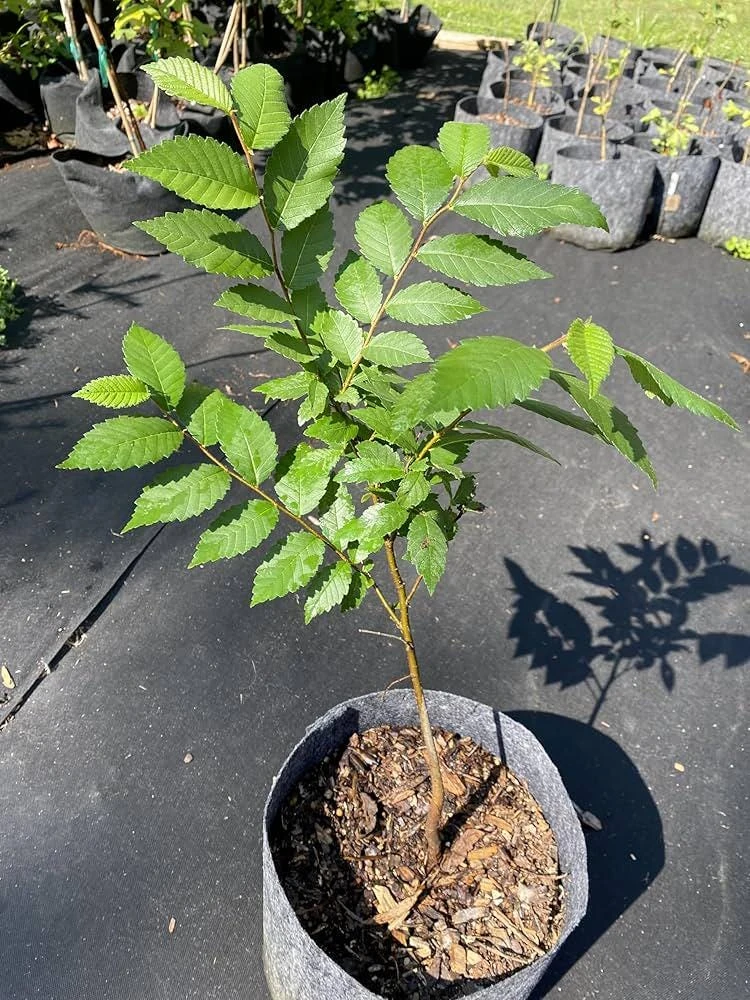 American Elm Tree Live Plant – Ulmus americana – 12-24" Tall – Quart Pot – Outdoor - Image 8