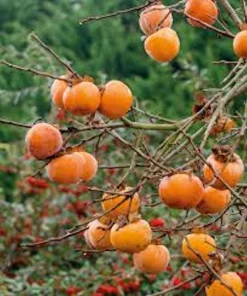 American Persimmon Tree Live Plant - 12-24in Tall Diospyros virginiana Quart Pot - Image 3