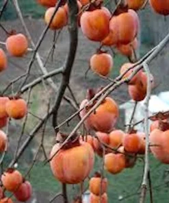 American Persimmon Tree Live Plant - 12-24in Tall Diospyros virginiana Quart Pot - Image 4