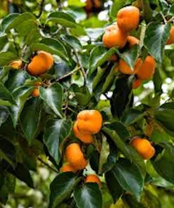 American Persimmon Tree Live Plant - 12-24in Tall Diospyros virginiana Quart Pot - Image 5