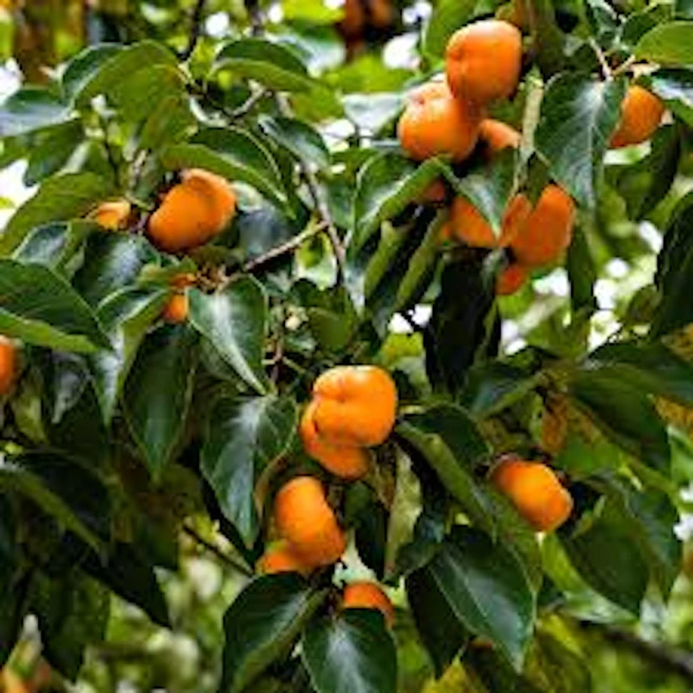 American Persimmon Tree Live Plant 12-24in Tall Diospyros virginiana Outdoor - Image 1