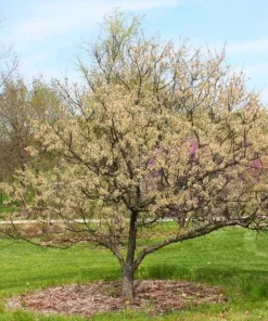 American Plum Tree Live Plant, 12-24" Tall, Quart Pot, Prunus americana, Outdoor - Image 2