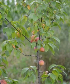 American Plum Tree Live Plant, 12-24