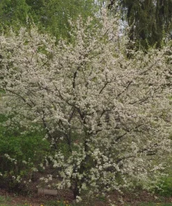 American Plum Tree Live Plant, 12-24