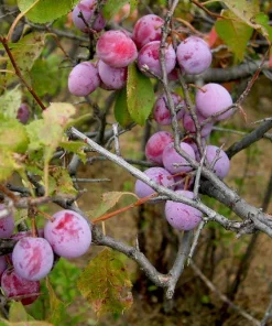 American Plum Tree Live Plant, 12-24